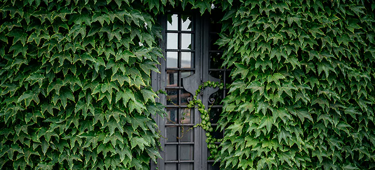 Garden Gate Repair in Burlingame, CA